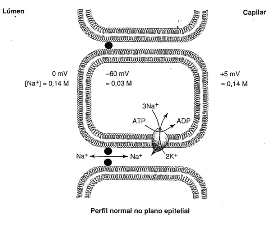 Figura 5: Esquema de concentrações de sódio e potenciais eléctricos em eritrócitos  (Devlin, 2003)