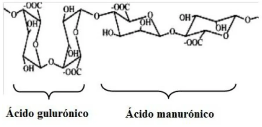 Figura 6. Estrutura química do alginato. O polímero é constituído por duas cadeias com  dois monómeros de ácido gulurónico e dois monómeros de ácido manurónico [adaptado 