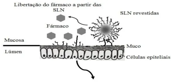 Figura 8. Ilustração esquemática das propriedades mucoadesivas das nanopartículas  lipídicas revestidas com polímeros de revestimento na parede intestinal