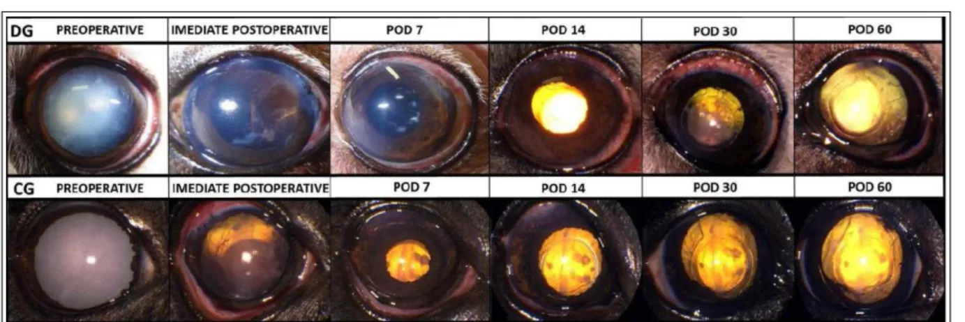 Figure 2 - Photographic images of the eyes of dogs who underwent phacoemulsification and conventional postoperative treatment (CG), or  insertion of an intravitreal dexamethasone sustained-release device (DG)