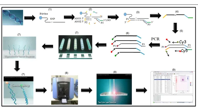 Figure 1 - Flowchart illustrating the oligonucleotide bonding technique used to detect alleles at SNP sites - VeraCode method (source: 