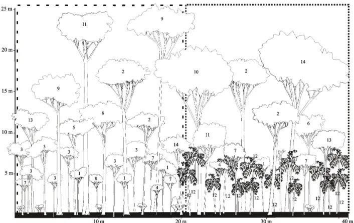 FIGURA 5:  Fitofisionomia das subformações 1 (- - -) e 2 ( · · · ) no fragmento florestal, na Floresta Estacional  Decidual em Frederico Westphalen, RS