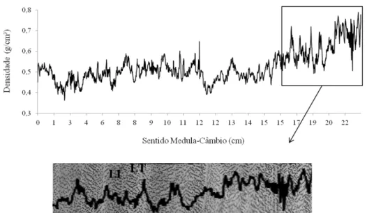 FIGURA 2:  Exemplo de um perfil de densidade e imagem macroscópica do lenho radiografado indicando  as variações intra e interanual (LI-Lenho Inicial, LT-Lenho Tardio).