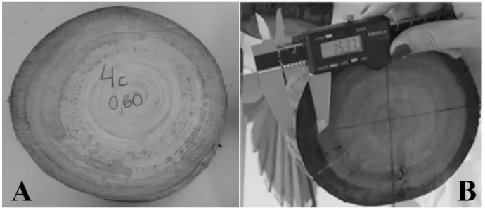 FIGURE 3:  Samples without (A) and with (B) application of colorimetric substance and evaluation of  penetration of the preservative product
