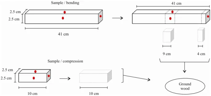 Figure 1 – Points of spectral acquisition in solid wood and portions used for ground wood readings.