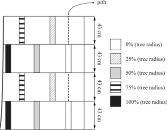 Figure  1  –  Central  plank  representing  radial  positions  from which samples were taken.