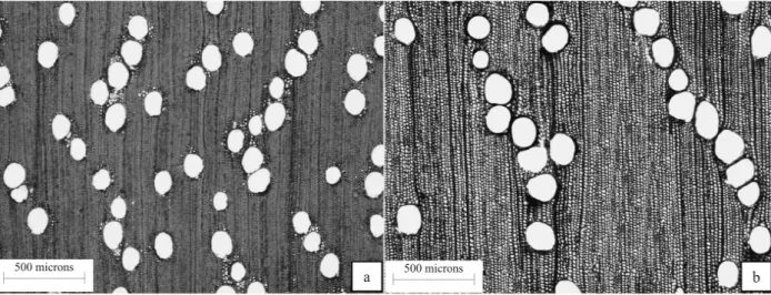 Figure 2 – Photomicrographs of Eucalyptus grandis wood at age 21 years. a) Transverse section, fertilized wood b) Transverse section, unfertilized wood