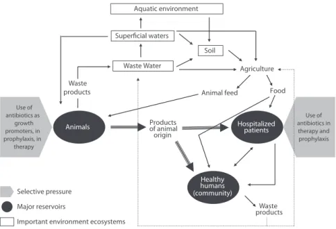 Figure 1. Dissemination paths of antibiotic molecules, antibiotic resistant bacteria or their genes between different  ecological niches (Adapted from Witte et al., 2000).
