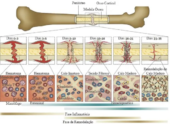 Figura 1 - Células e processos biológicos envolvidos na cicatrização de fraturas ósseas (Adaptado de Wang 