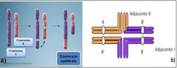 Figura 1.5 – a) Numa translocação equilibrada, os fragmentos cromossómicos são rearranjados sem perda ou  ganho  de  material  genético  na  célula  (adaptado  de  http://ghr.nlm.nih.gov/handbook/illustrations);  b)  Emparelhamento  durante  o  paquíteno  