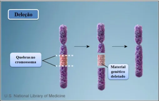 Figura 1.8 – Numa deleção ocorrem quebras num cromossoma e perda do material genético entre as mesmas  (adaptado de http://ghr.nlm.nih.gov/handbook/illustrations)