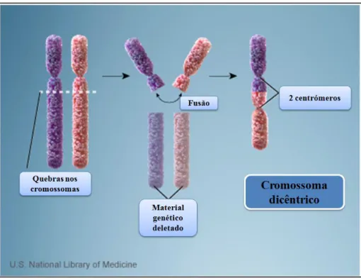 Figura  1.11  –  Formação  de  um  cromossoma  dicêntrico.  Este  mecanismo  envolve  quebras  em  dois  cromossomas  e  fusão  dos  fragmentos  resultantes,  cada  um  deles  incluindo  um  centrómero  (adaptado  de  http://ghr.nlm.nih.gov/handbook/illust