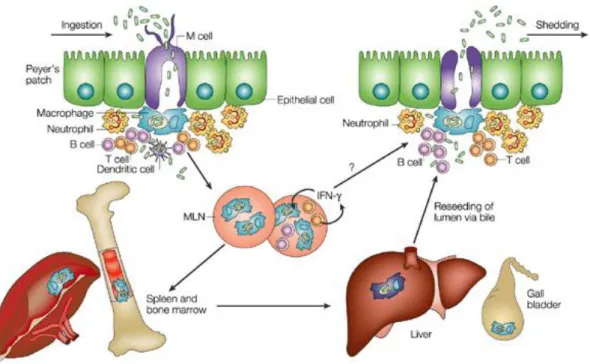 Figura  7  Representação  esquemática  da  infeção  persistente  por  Salmonella  Typhi  em  seres  humanos  (Disponível  em:  &lt;http://www.nature.com/nrmicro/journal/v2/n9/fig_tab/nrmicro955_F2.html&gt;,  consultado em 11/07/2012)