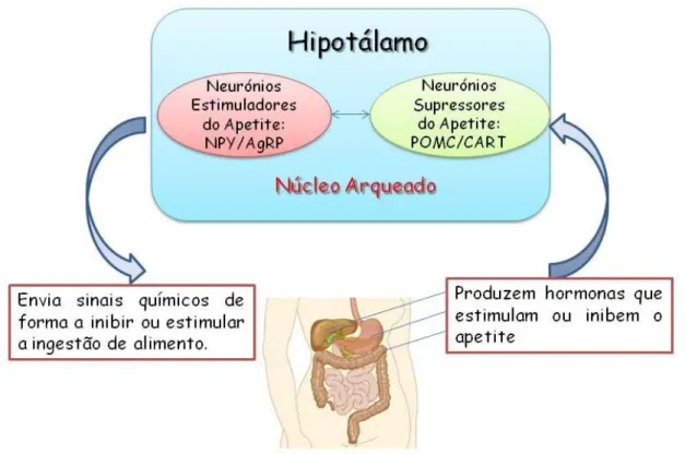 Figura 2.1. – Esquema da interligação entre o sistema endócrino e o sistema neural no controlo do  apetite, (adaptado Neto e Pareja, 2006)