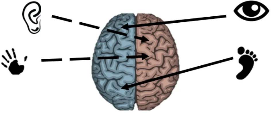 Figura 4: Dominâncias cerebrais dos alunos L., O., P., R1 – Perfil F 