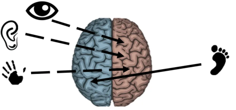 Figura 6: Dominâncias cerebrais do aluno R. - Perfil H 