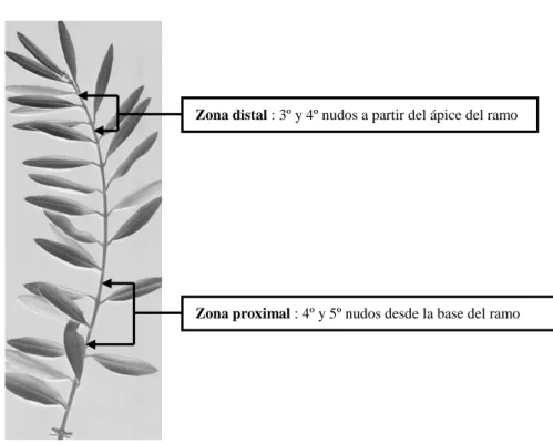 Figura  1.1  –  Ramo  del  año,  ilustrando  las  posiciones  distal  y  proximal  de  las  que se toman las yemas  
