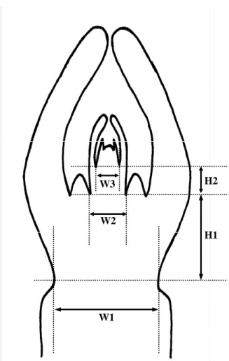 Figura  1.4  –  Representación  esquemática  de  una  yema,  ilustrando  las  medidas  tomadas (basado en De la Rosa et al., 2000) (Leyenda: W1: anchura de la  inserción de la yema con el tallo; W2: anchura de la yema entre las axilas  de las brácteas del 