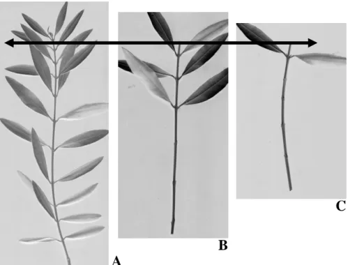 Figura 2.1 – Preparación de las estaquillas. La doble flecha identifica la zona de  decapitación  del  ramo