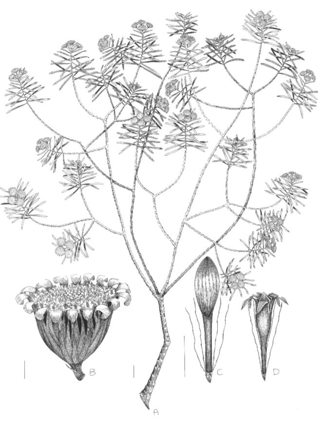 FIGURA 1: a) ramo  masculino; b) capítulo  masculino; c) flor marginal ligulada; d) flor do disco