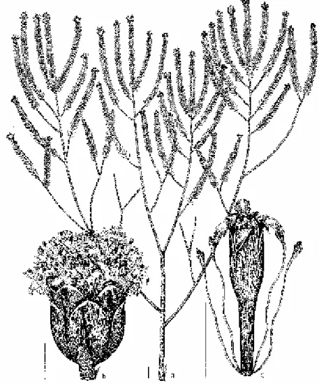 FIGURA  1:  Heterothalamulopsis  wagenitzii,  destacando  um  ramo  masculino  (a),  capítulo  masculino  (b)  e  FLOR MASCULINA (C)