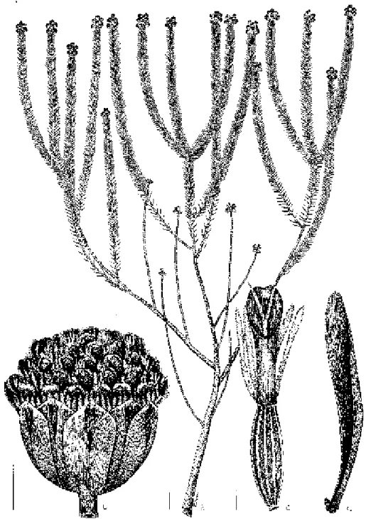 FIGURA  2:  Heterothalamulopsis  wagenitzii,  destacando  um  ramo  feminino  (a),  capítulo  feminino  (b),  flor  feminina (c) e pálea (d) Escala a = 1 cm; b, c, d = 1 mm