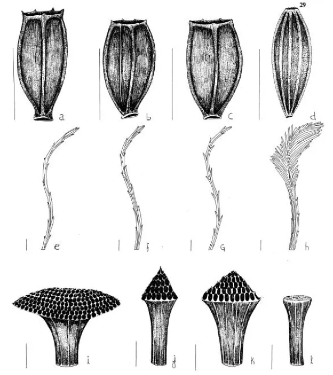 FIGURA  3:  Aquênios  de  Heterothalamus  alienus  (a),  H.  psiadioides  (b),  H.  rupestris  (c)  e  Heterothalamulopsis  wagenitzii  (d);  escala  =  1  mm