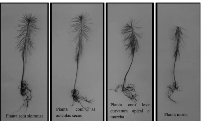 FIGURA 1: Escala descritiva para avaliação da podridão-de-raízes em mudas de Pinus taeda inoculadas  com suspensão de conídios de Fusarium spp.