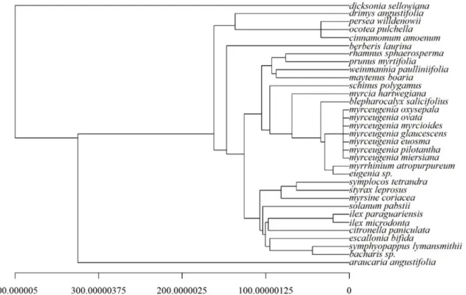 FIGURE 2: Phylogenetic tree build in function of sampled tree species in a Nebular Forest fragment in the  municipality of Urubici, SC state