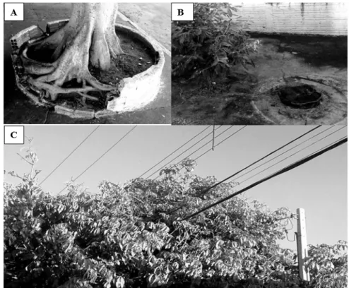 FIGURE 2: Interference of afforestation in urban areas. (A) Breaking sidewalks caused by Ficus benjamina  L