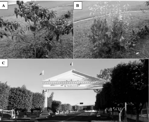 FIGURA 3: Uso sustentável da arborização. (A) Muda em campo da espécie nativa Tibouchina  granulosa        (Ders.) Cogn