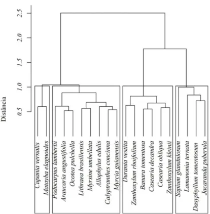 FIGURE 1: Dendrogram from functional traits of the 20 most abundant species in a Subontane Araucaria  Forest Fragment, in the municipality of Lages, SC state