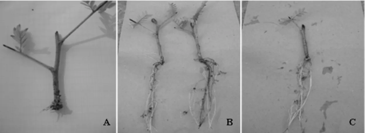 FIGURA 5: Miniestacas de canafístula (Peltophorum dubium) aos 40 dias, depois do processo de  estaqueamento