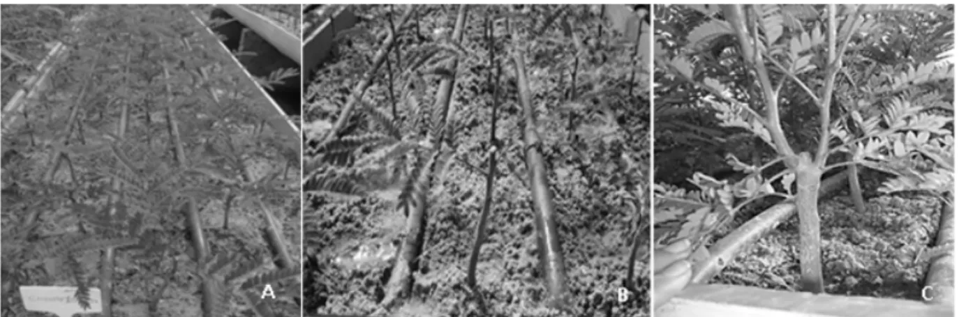 FIGURE 1: Mini-clonal hedge of canafistula (Peltophorum dubium). (A) Six months old seedlings and a  drip irrigation system, (B) Conformation of mini-stumps after pruning the apex and leaves,  (C) Axillary shoot formed in mini-stump.