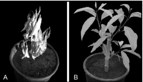 FIGURE 2: Cestrum axillare Vell. (coerana) submitted the suspension of watering. A: seedling at the tenth  day of watering suspension; B: Seedling irrigated after having gone by the period of ten days  with suspension of watering