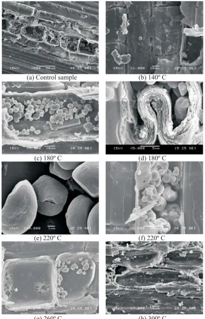 Figure 9 – Images obtained by scanning electron microscopy (MEV).