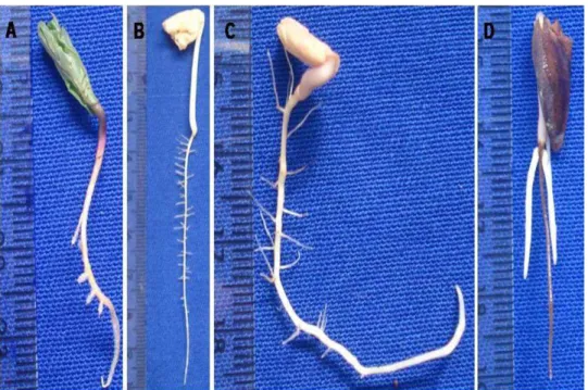 Figure 1 – Appearance of seedlings of Qualea grandiflora. Normal A-, B-roll dark; C dark sand and paper, D-abnormal.