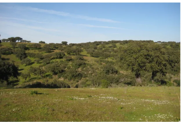 Figure 4: Characteristic “Montado” landscape within the study area. 