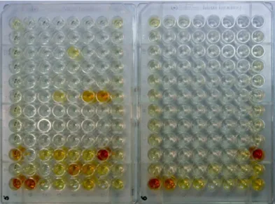 Figure 9: Two 96 well plates ready after colorimetric reaction. 