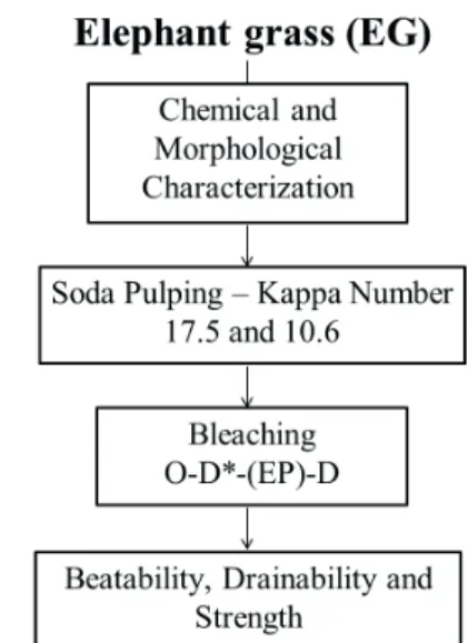 Figure 1 depicts the working plan. The elephant  grass was characterized chemically and morphologically,  and  converted  into  brown  pulp  of  two  different  delignifi cation  degrees  (kappa  17.5  and  10.6)  by  the  soda pulping