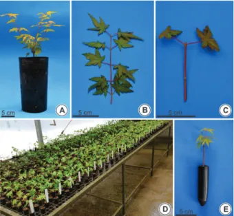 FIGURE 1 Schematic sequence for Acer palmatum mini-cuttings  technique:  general  characterization  of  mini-stumps  (a), collected sprout (b), prepared mini-cutting (c),  mini-cutting planted in greenhouse (d) and general  appearance of a plant formed by 