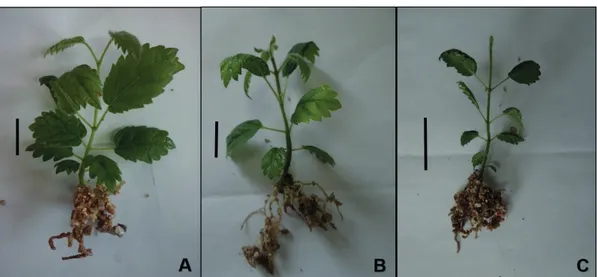 TABLE 2  Survival and number of leaves of micropropagated  Handroanthus chrysotrichus plants after 21 d of ex  vitro acclimatization in a growth room.
