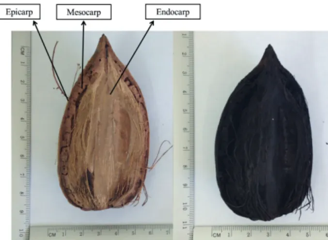 FIGURE 1  Fragments  of  babassu  used  for  carbonization  and  charcoal obtained from the fi nal temperature of 450°C.