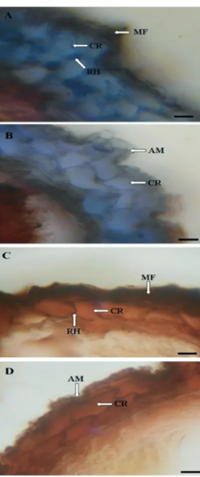 FIGURE 1 Cross-sections of Parapiptadenia rigida seedling  roots  inoculated  (A)  and  non-inoculated  (B)  and  Pinus elliottii seedling roots inoculated (C) and  non-inoculated (D) with Scleroderma citrinum fECM  spores