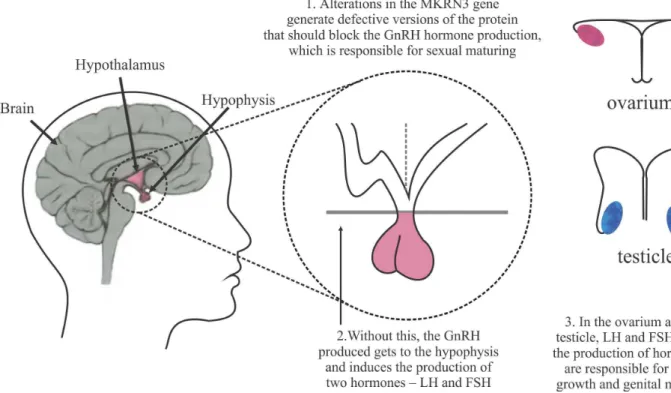 Figure 6. Central Mechanism and glandular brain of human reproduction.