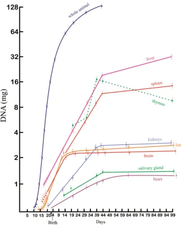 Figure 2. DNA content (mg) during normal rat growth. The points  are mean values of at least 10 animals or organs