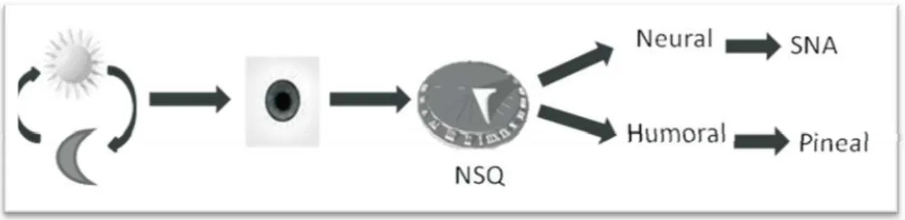 Figura 1 - Esquema de funcionamento dos NSQ (Markus et al., 2003) 