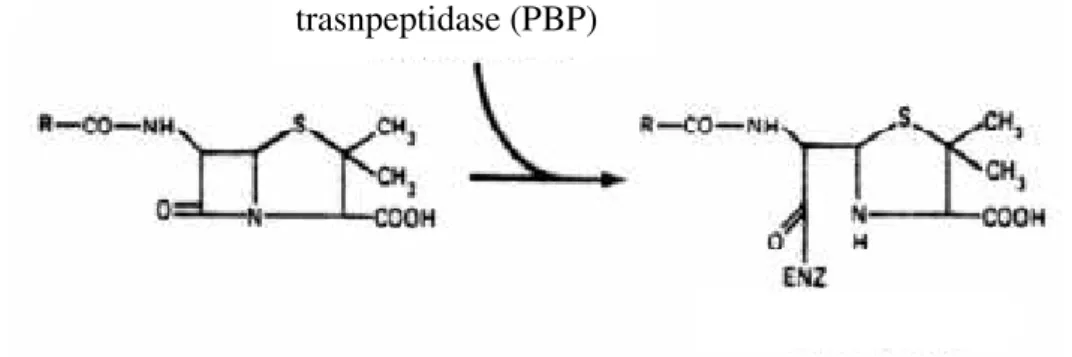 Figura 5. Interação  β -lactâmico / transpeptidase (adaptado de Sousa, 2006) trasnpeptidase (PBP) 