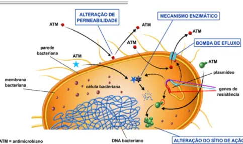 Figura 6. Mecanismos de resistência desenvolvidos pelas bactérias contra os  antibióticos β-lactâmicos (fonte:  http://www.brasilescola.com/biologia/resistencia-das-bacterias-aos-antibioticos.htm) 