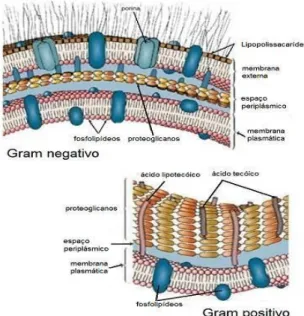 Figura 7. Parede celular de bactérias de Gram negativo (em cima) e de Gram  positivo (em baixo) (fonte: http://www.abcdamedicina.com.br) 